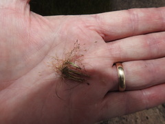 Eleocharis acicularis