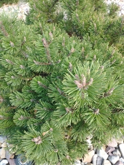 Pinus