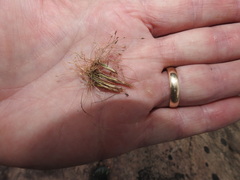 Eleocharis acicularis