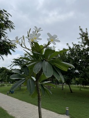 Plumeria