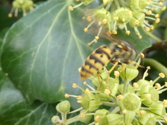 Vespula vulgaris