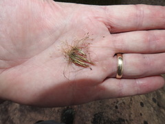 Eleocharis acicularis