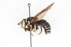 Spilomyia fusca