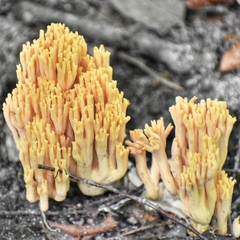 Ramaria