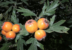 Crataegus laciniata
