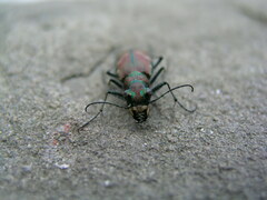 Cicindela limbalis
