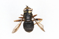 Spilomyia fusca
