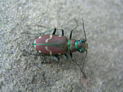 Cicindela limbalis