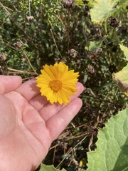 Coreopsis lanceolata