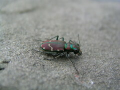 Cicindela limbalis