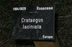 Crataegus laciniata