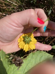 Coreopsis lanceolata