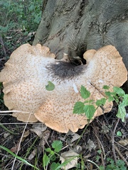 Cerioporus squamosus