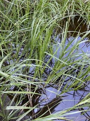 Bolboschoenus maritimus