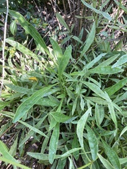 Coreopsis lanceolata