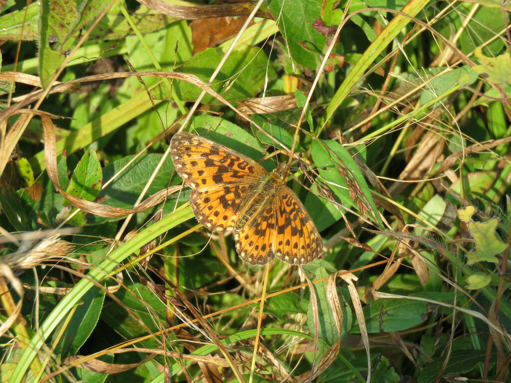 Fritillaries From Bloomingdale Bog NY USA On September 9 2022 At 11 fritillaries-from-bloomingdale-bog-ny-usa-on-september-9-2022-at-11