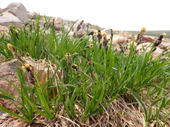 Carex paysonis