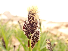 Carex paysonis