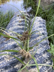 Bolboschoenus maritimus