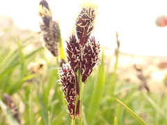 Carex paysonis