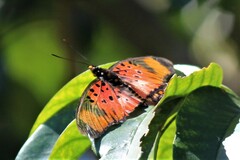 Pseudacraea boisduvalii