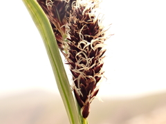 Carex paysonis