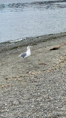 Larus glaucescens × occidentalis