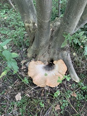 Cerioporus squamosus