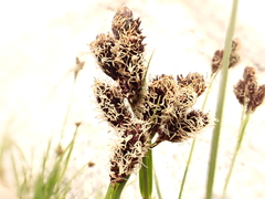 Carex paysonis
