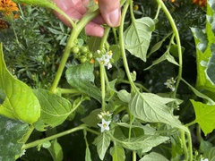 Solanum physalifolium nitidibaccatum