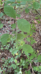 Styracaceae