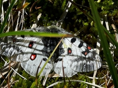 Parnassius phoebus