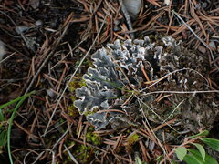 Peltigera