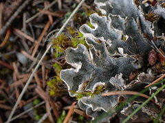 Peltigera