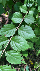 Aralia elata