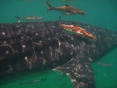 Rachycentron canadum