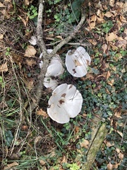 Agaricus sylvicola