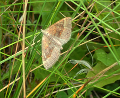 Scotopteryx chenopodiata