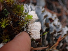 Peltigera