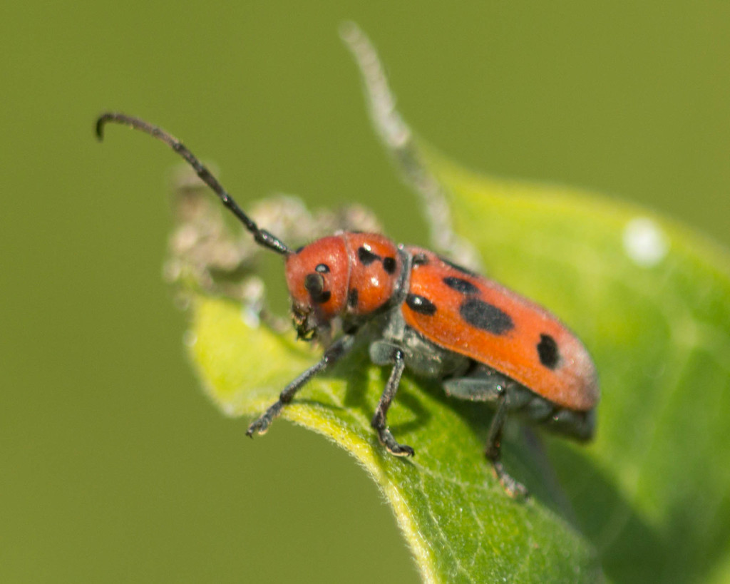 Red Milkweed Beetle from Denison Preserve on August 08, 2015 by Ron ...