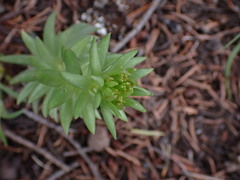 Sedum lanceolatum