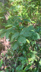 Rubus pensilvanicus