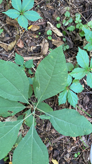 Sassafras albidum