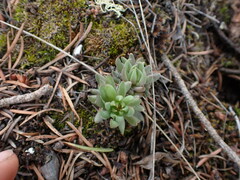 Sedum lanceolatum