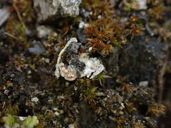 Illosporium carneum