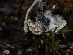 Illosporium carneum