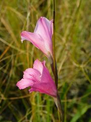 Gladiolus hirsutus