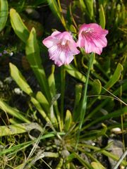 Gladiolus hirsutus