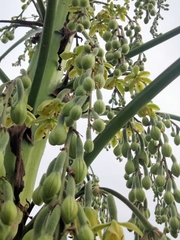 Furcraea parmentieri