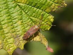Pantilius tunicatus